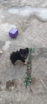 Lulu da Pomerânia fêmea Black tan