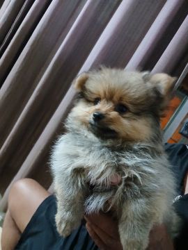 Filhote de Pomeranian