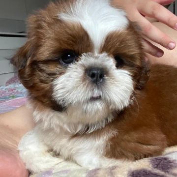 Filhote Shih Tzu Fêmea