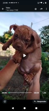 Filhote de American bully 