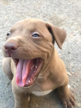 Filhotes de pitbull 