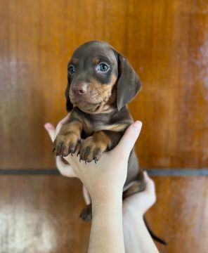 Dachshund salsicha Cofap Basset 