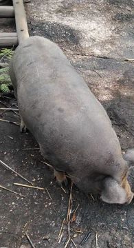 Porca caipira