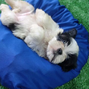 Filhote Shih Tzu  mini panda 