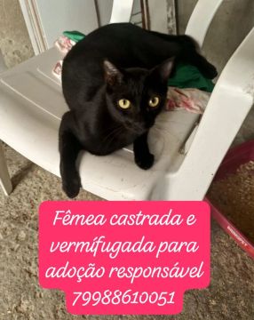 Gata Preta Castrada e Vermifugada para Adoção