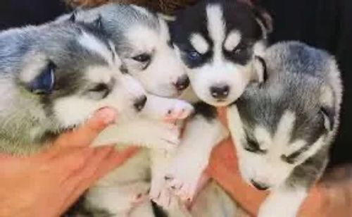  Husky Siberiano gosta de ar condicionado 