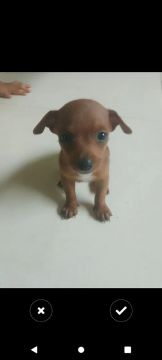 Filhotes a venda pinscher