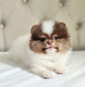 Spitz Alemão anão - Lulu da Pomerânia 