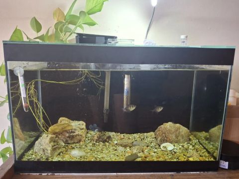 Aquário 50L e Acréscimos 