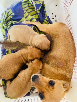 Pinscher 1 