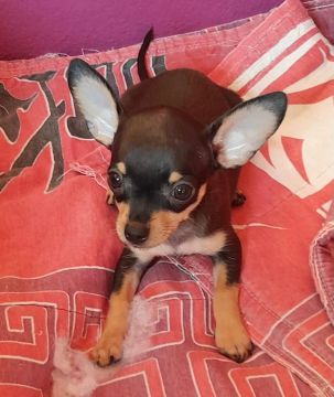 Pinscher