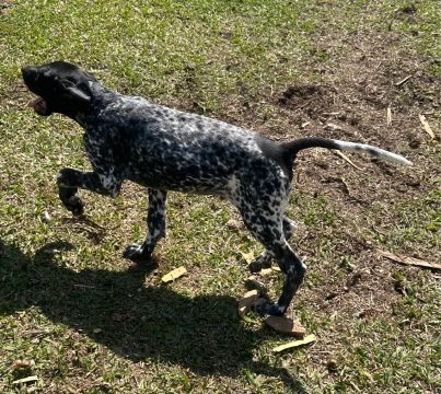 "cachorro perdigueiro" - Cachorros no Brasil