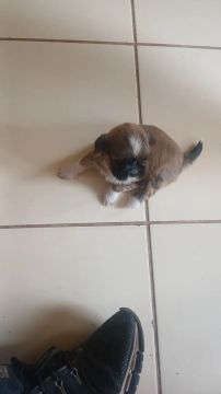 Shih Tzu macho lindos a venda 