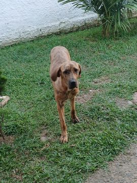 Vendo filhote de fila brasileiro 