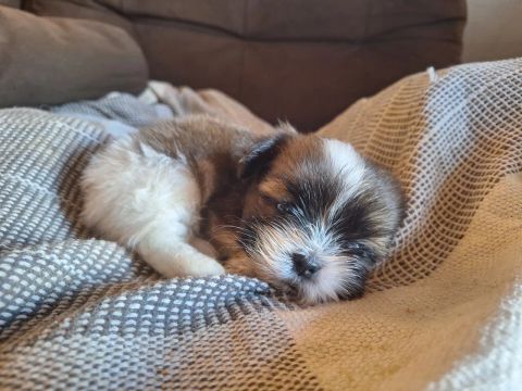 Filhote Shih Tzu macho