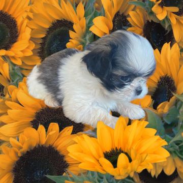 Shih Tzu Fofo Procurando Lar