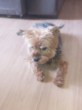 Yorkshire Fofo para Adoção