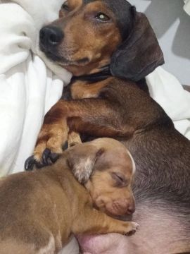 Dachshunds Lindos para Adoção