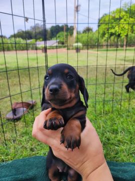 Filhote na cor preta de salsicha, dachshund, Cofap 