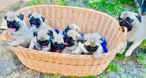 Vendo lindos pug mini