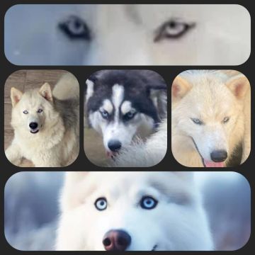 Casal de Husky Siberiano Wolly 12x 450 leia o anúncio até o final 