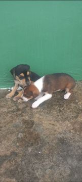 Dois filhotes fofinhos para adoção!