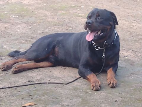 Um Casal de Rotewale com pedigree prá adoção mediante a um acerto 