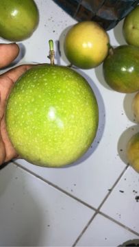 Maracujá orgânico e fresquinho 