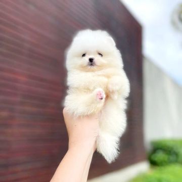 Os Ursinhos Branquinhos Minúsculos Chegaram Lulu da Pomerânia 