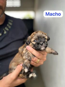Filhote Macho e fêmea de Shih Tzu