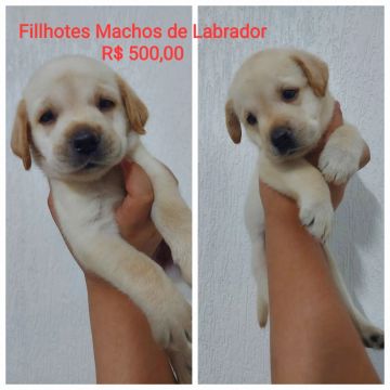 Filhotes Macho Labrador - R$ 500,00