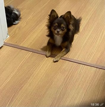 Vendo  um  lindo  filhote  da raça Chihuahua . . 