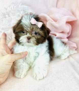 Shih Tzu / Fêmeas / promoção / Act cartão 