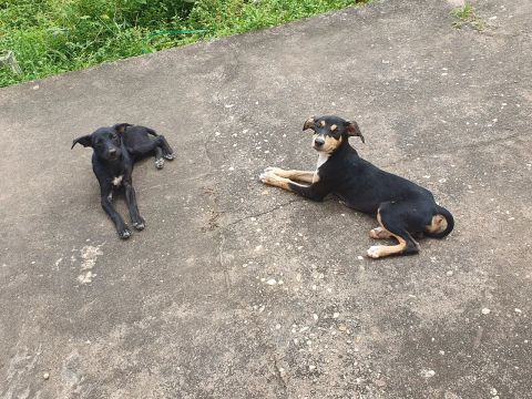 Dois filhotes para doação