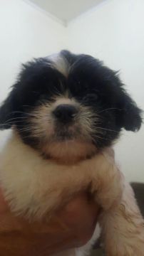 Filhote Shih Tzu - Fofinho e Carinhoso