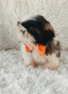  ShihTzu- três Machinhos prefeitos 