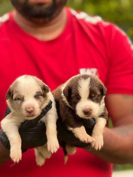 Border Collie Chocolate e Red Merle- Seu Novo amigo 