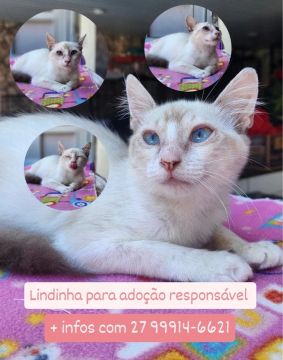 Gatinha 4 meses, castrada, para adoção responsável!