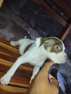 Filhote Pitbull - Fofa e Brincalhona
