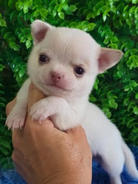 chihuahua macho como não ter um príncipe desse!