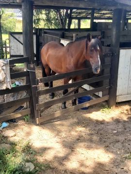 Cavalo crioulo manso e de confiança.