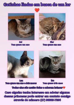 Gatinhas fofas em busca de um novo lar ?