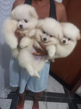 Spitz alemão 