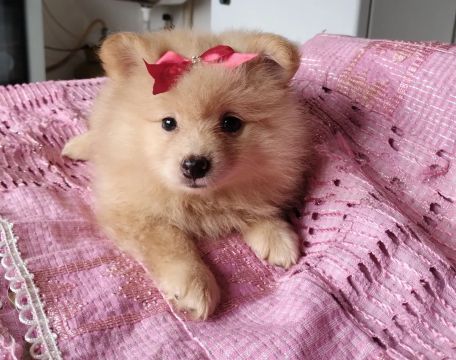 Fofa filhotinha de Spitz Alemão