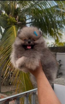 Filhote de Pomeranian macho