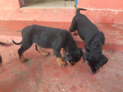 Vende