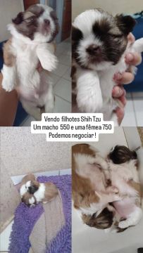 Filhotes Shih Tzu - Lindos e saudáveis