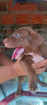 Filhote de Pitbull Monsters