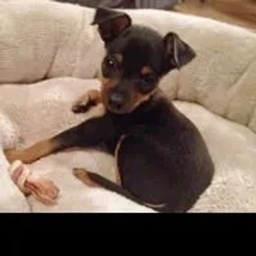 Pinscher: Pequeno no Tamanho, Gigante na Personalidade