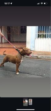 Pitbull disponível para adoção